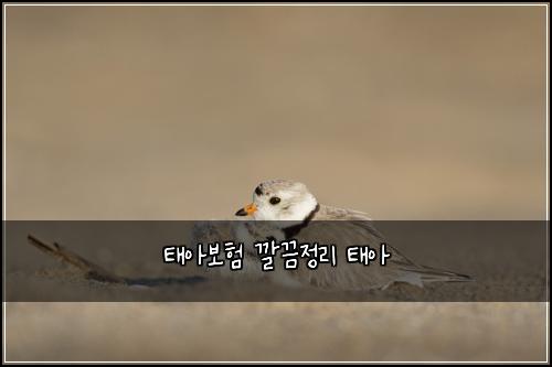 태아보험 깔끔정리  태아 