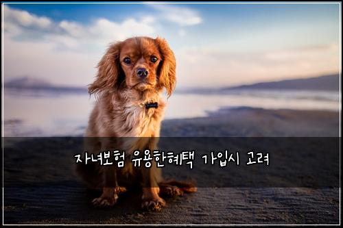 자녀보험 유용한혜택  가입시 고려