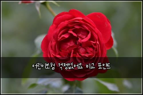 ์ด๋ฆฐ์ด๋ณดํ ๊ฑฑ์ ์์ด์ ๋น๊ต ํฌ์ธํธ