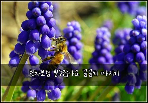 첫차보험 필수잖아요  꼼꼼히 따지기