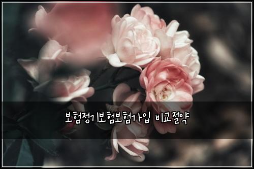 보험정기보험보험가입 비교절약