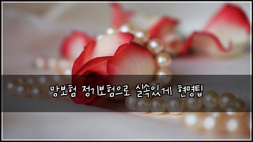 망보험 정기보험으로 실속있게 현명팁