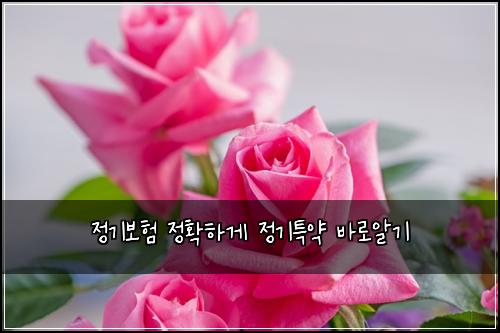 정기보험 정확하게  정기특약 바로알기