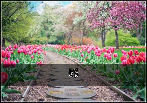 눈꽃