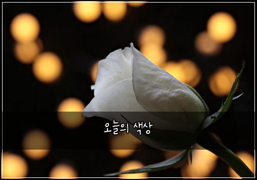 오늘의 색상
