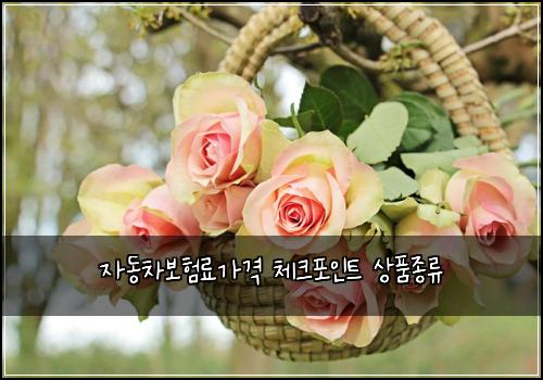 자동차보험료가격 체크포인트 상품종류
