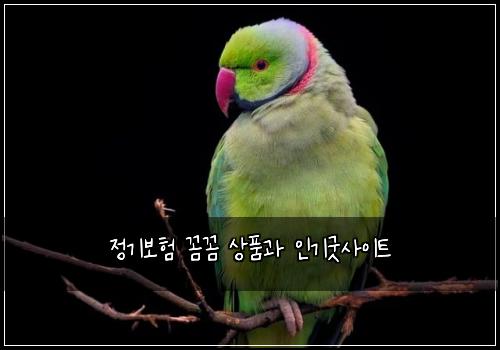 정기보험 꼼꼼  상품과 인기굿사이트