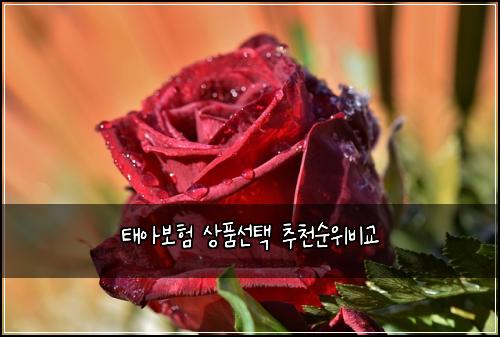 태아보험 상품선택  추천순위비교
