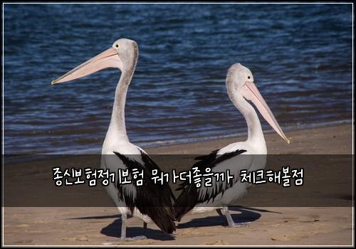 종신보험정기보험 뭐가더좋을까 체크해볼점