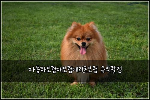μλ차보νμ¬λ³΄νλ©λ¦¬μΈ 보ν μ μν μ 