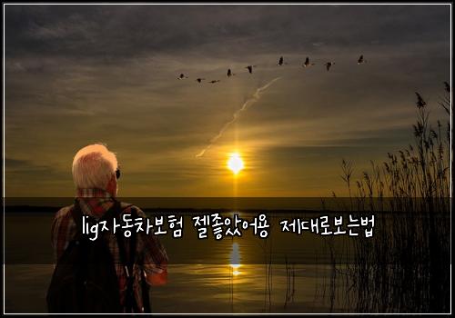 lig자동차보험 젤좋았어용  제대로보는법