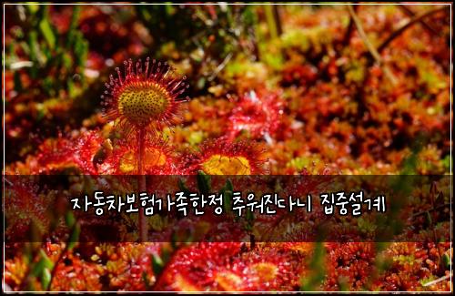 자동차보험가족한정 추워진다니 집중설계