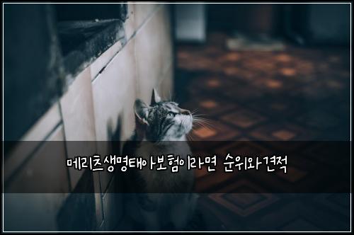 메리츠생명태아보험이라면 순위와견적