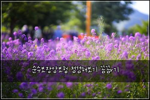 순수보장암보험 점검해보기  꼼꼼r기