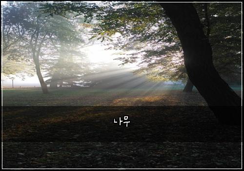 나무