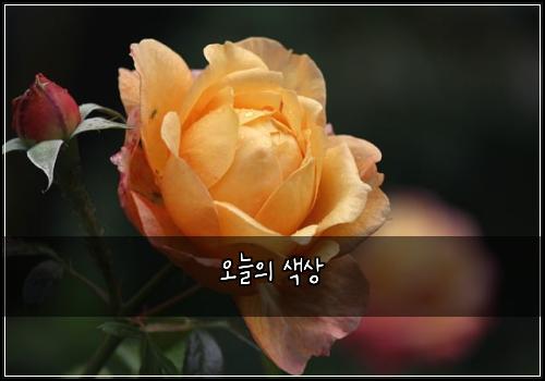 오늘의 색상
