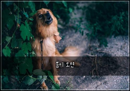 봄이 오면