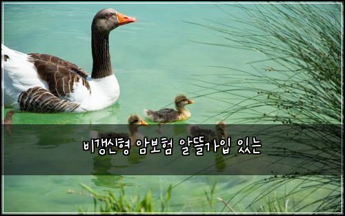비갱신형 암보험 알뜰가입  있는
