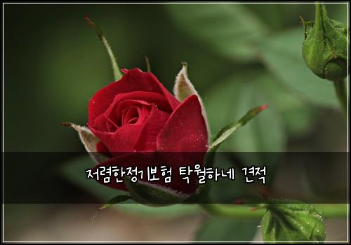 저렴한정기보험 탁월하네  견적