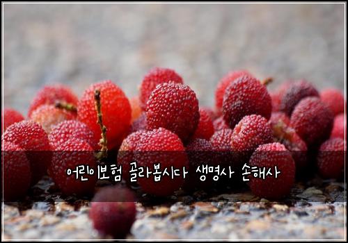 어린이보험 골라봅시다  생명사 손해사