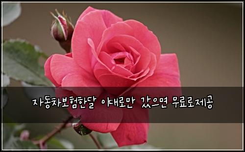 자동차보험한달 이대로만 갔으면 무료로제공
