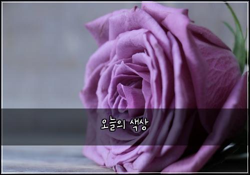 오늘의 색상