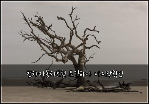 첫차자동차보험 요긴하다  마지막확인
