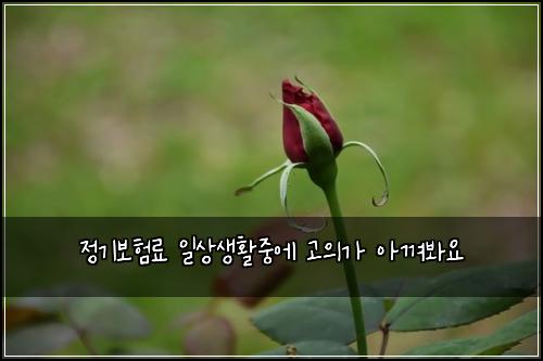 ์ ๊ธฐ๋ณดํ๋ฃ ์ผ์์ํ์ค์ ๊ณ ์๊ฐ ์๊ปด๋ด์