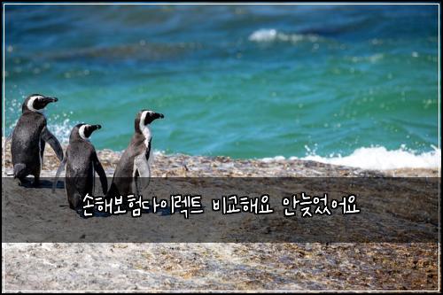 손해보험다이렉트 비교해요 안늦었어요