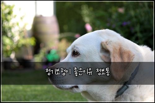 ์ ๊ธฐ๋ณดํ์ด ์ข์์ด์ ์ ๋ณดํต