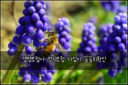 ์๋ช
๋ณดํ์ฌ ์ ๊ธฐ๋ณดํ ๊ฐ์
์ ๊ผผ๊ผผํํ์ธ