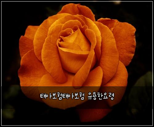 태아보험태아보험 유용한요령
