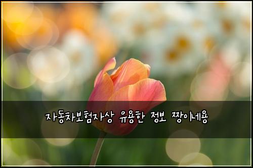 자동차보험자상 유용한 정보 짱이네용