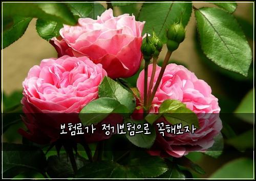 보험료가 정기보험으로 꼭해보자