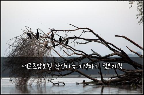 메르츠암보험 확인가능  기억하기 정보체킹