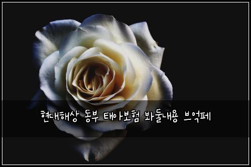 현대해상 동부 태아보험 봐둘내용  브억페