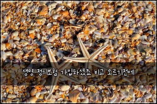 생명 정기보험 가입하셨죠  비교 오르기전에