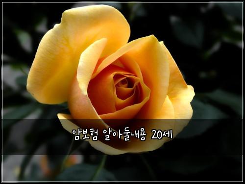 μ보ν μμλλ΄μ© 20μΈ