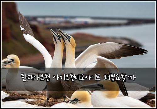 한태아보험 아기보험비교사이트 왜필요할까