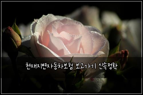 μ²μ¬μ§λ³μλ차보ν λ³΄κ³ κ°κΈ° μ μμ ν