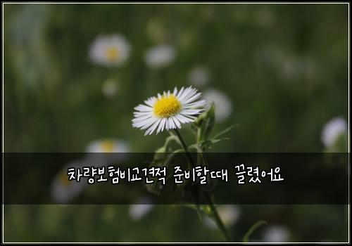 차량보험비교견적 준비할때 끌렸어요
