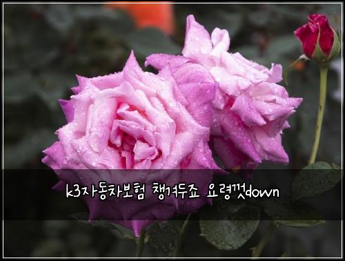 k3μλ차보ν μ±κ²¨λμ£ μλ Ήκ»down