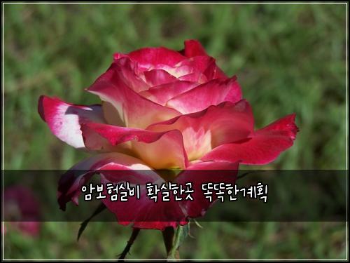 암보험실비 확실한곳 똑똑한계획
