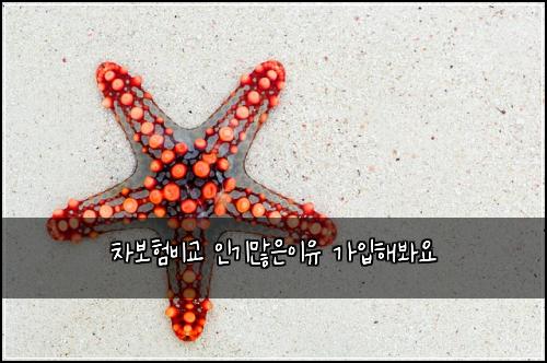 차보험비교 인기많은이유 가입해봐요