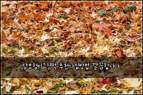 암보험비교견적 추천가입방법 깔끔합니다