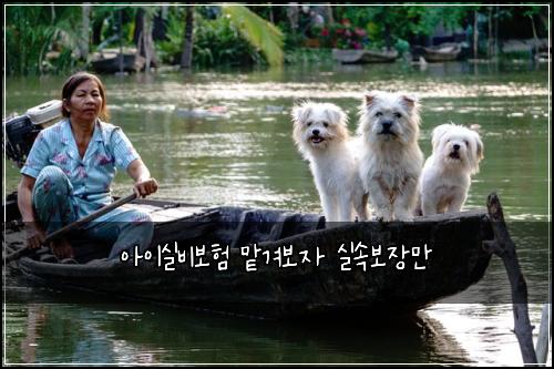아이실비보험 맡겨보자  실속보장만