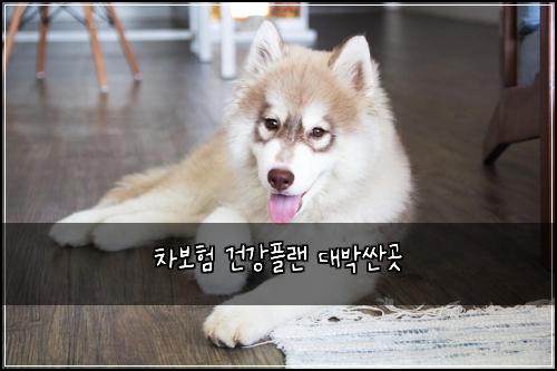 차보험 건강플랜  대박싼곳
