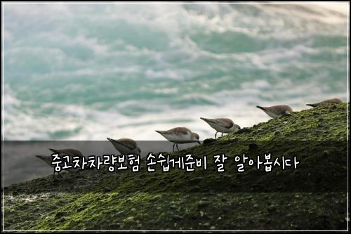 중고차차량보험 손쉽게준비  잘 알아봅시다