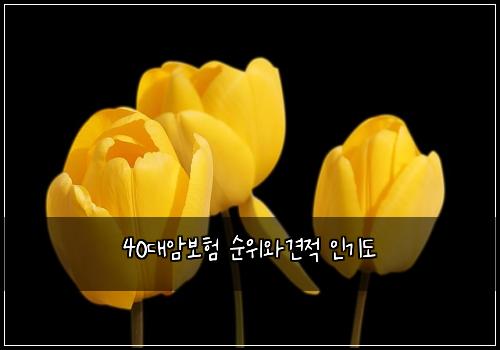 40대암보험 순위와견적  인기도