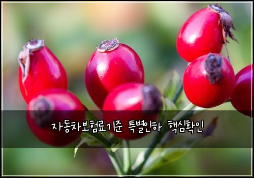 자동차보험료기준 특별인하 핵심확인